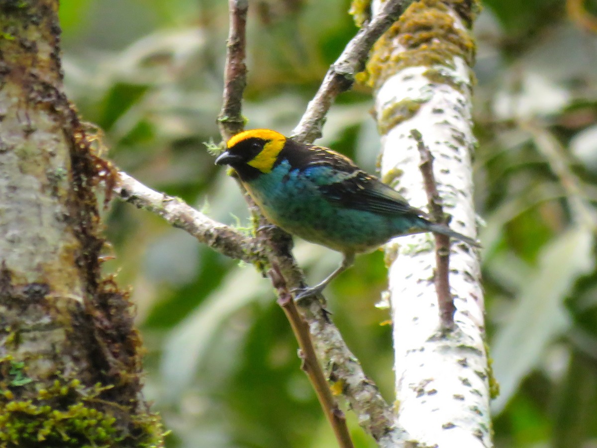 Saffron-crowned Tanager - Chris Welsh