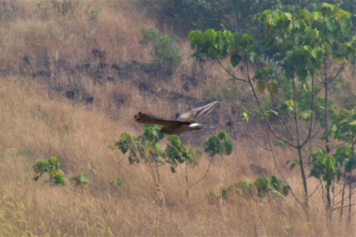 Montagu's Harrier - ML130663881