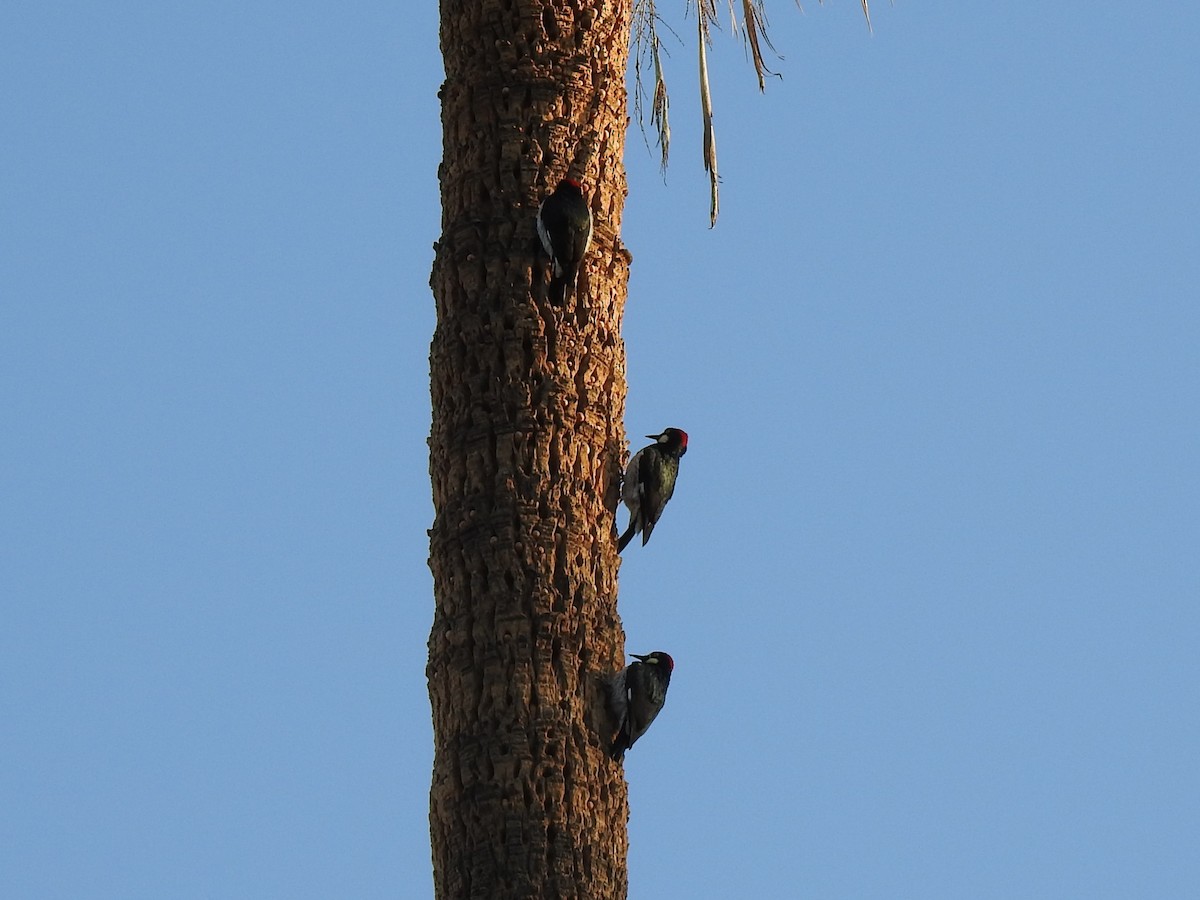 Acorn Woodpecker - ML130664311