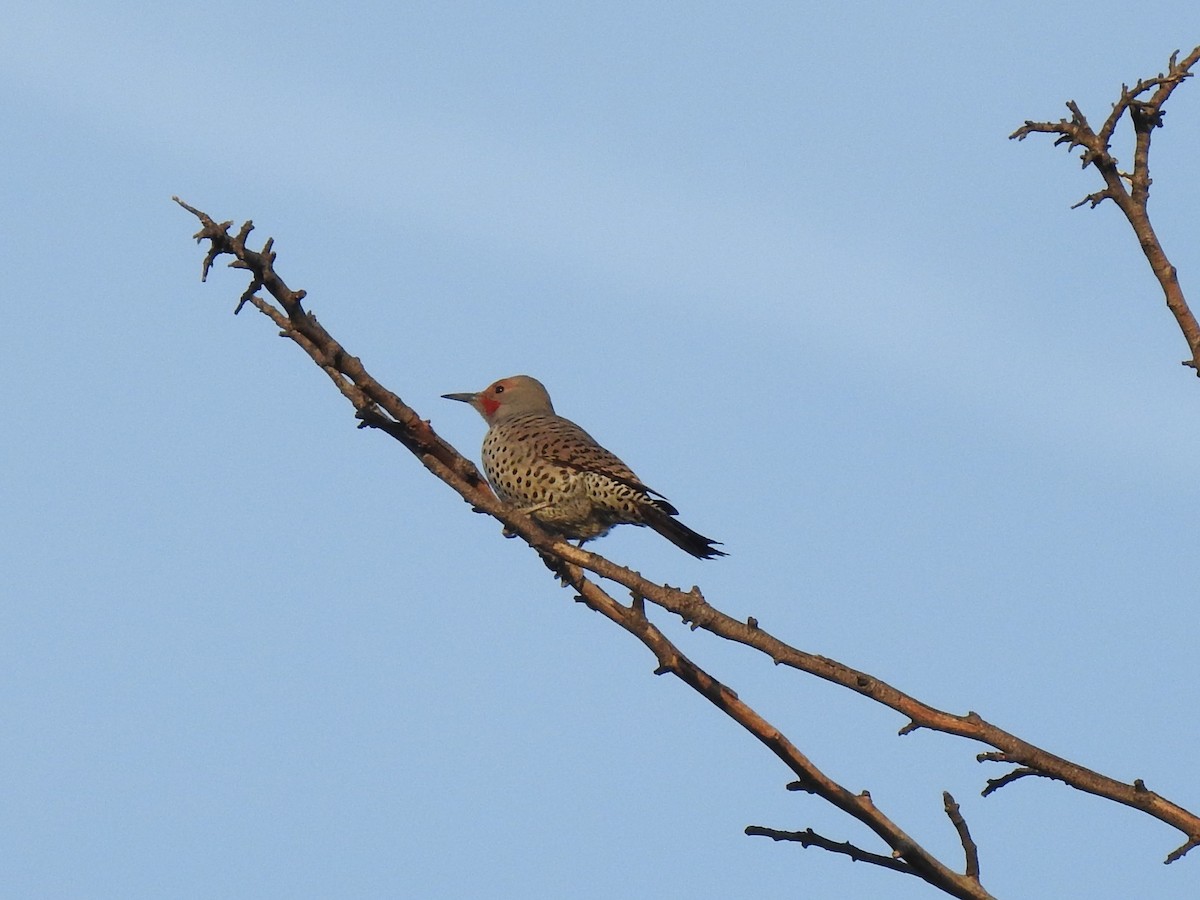 Northern Flicker (Red-shafted) - ML130664531