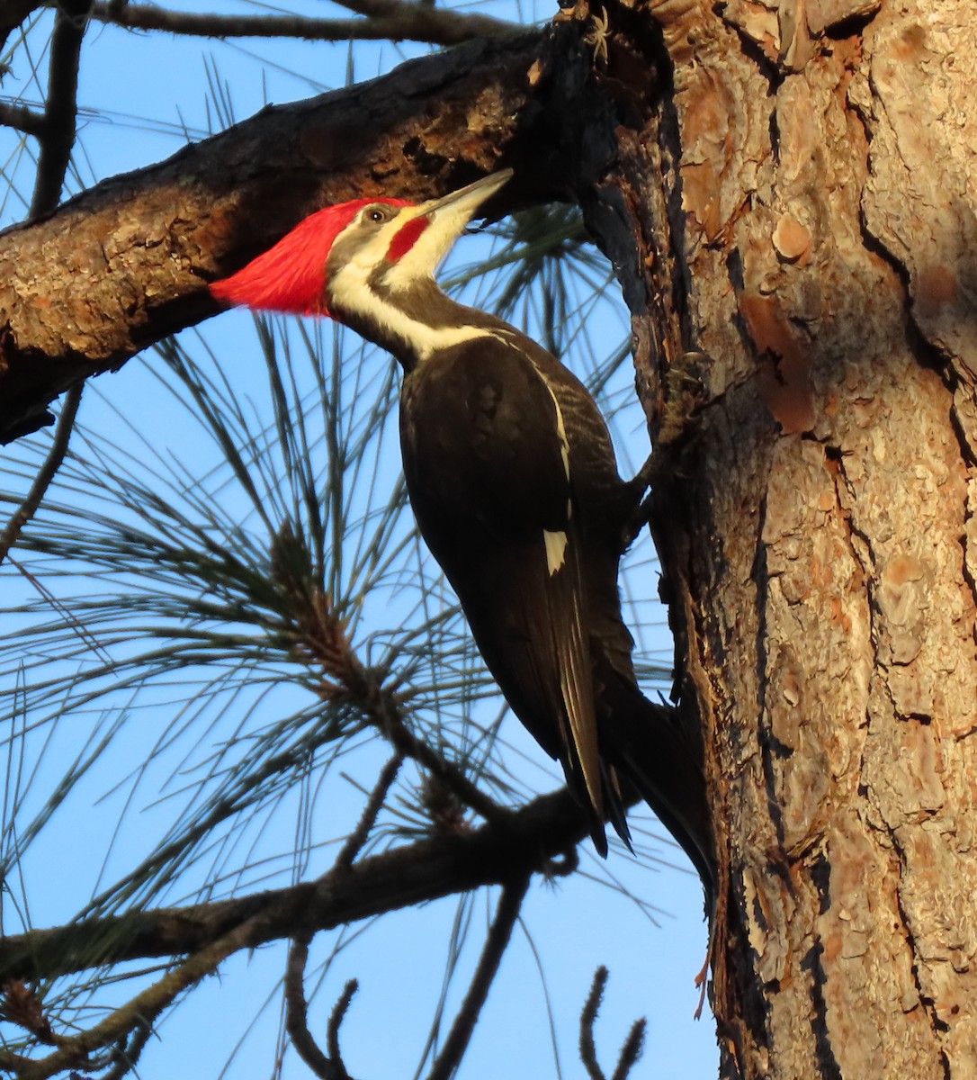 Pileated Woodpecker - ML130665281