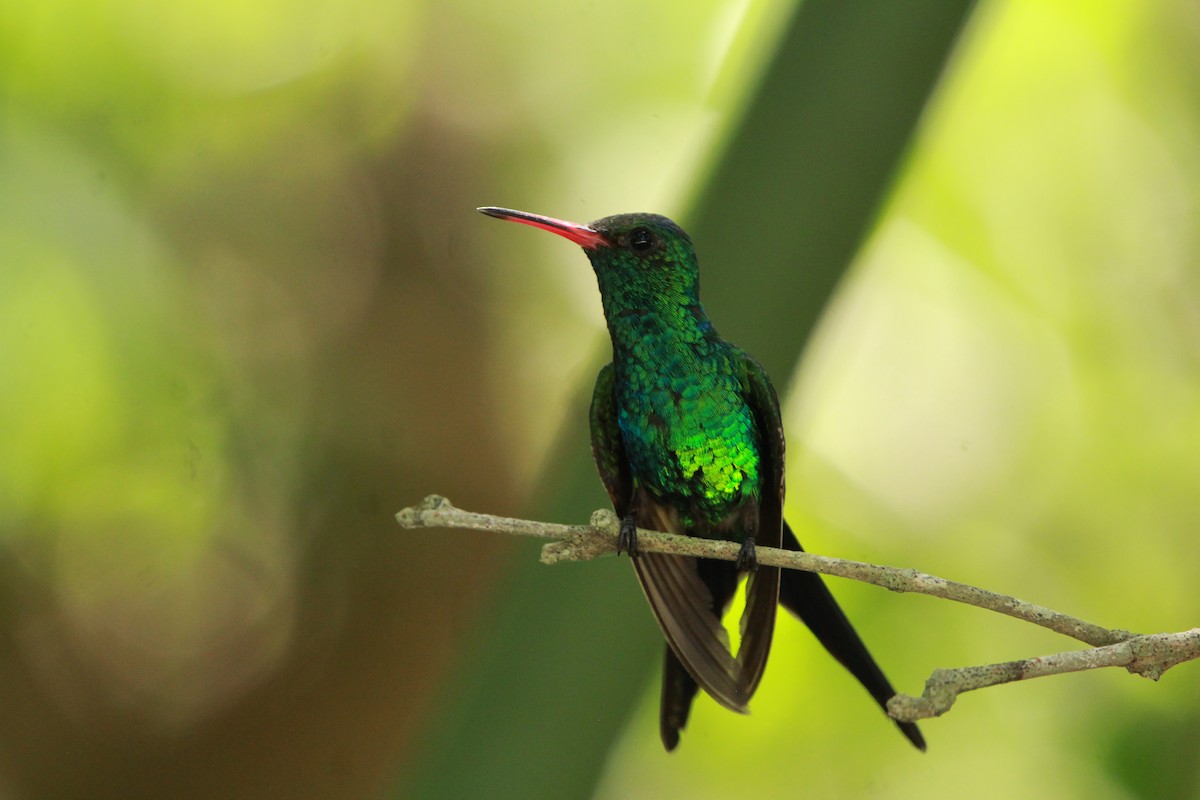 Cozumel Emerald - Zebedee Muller