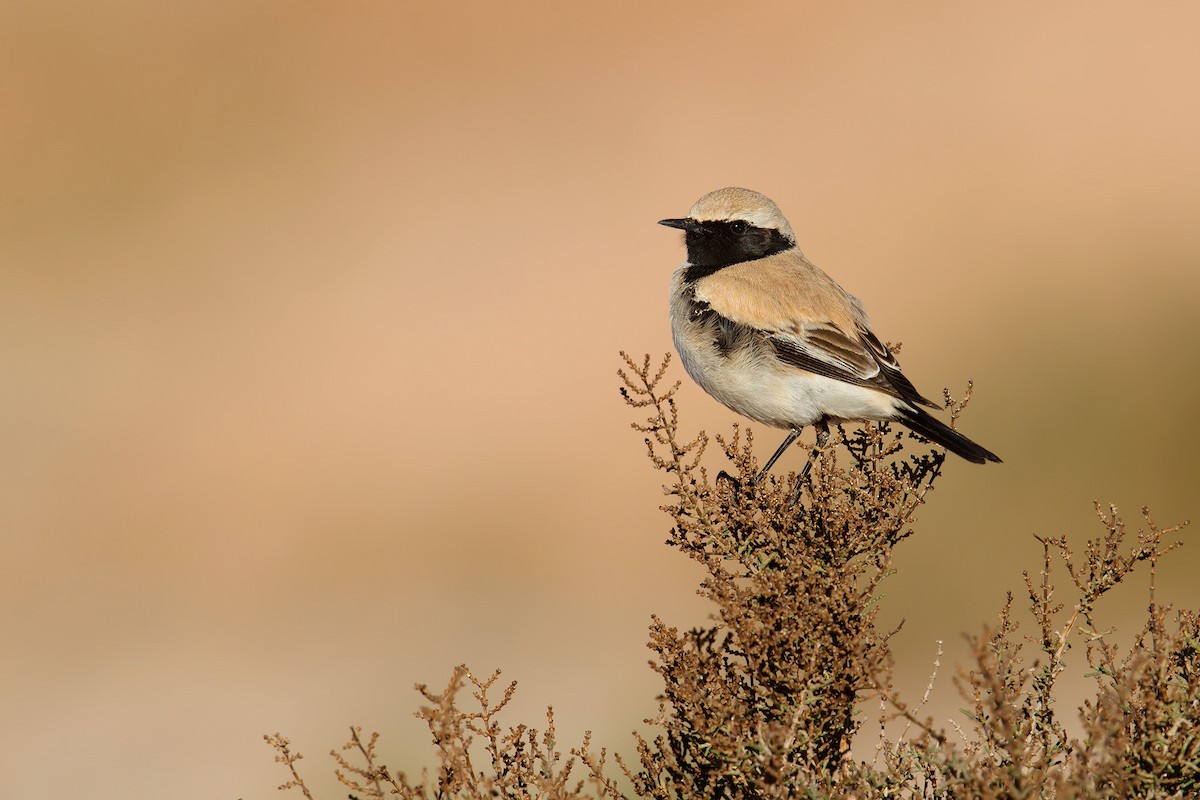 Desert Wheatear - ML130666401