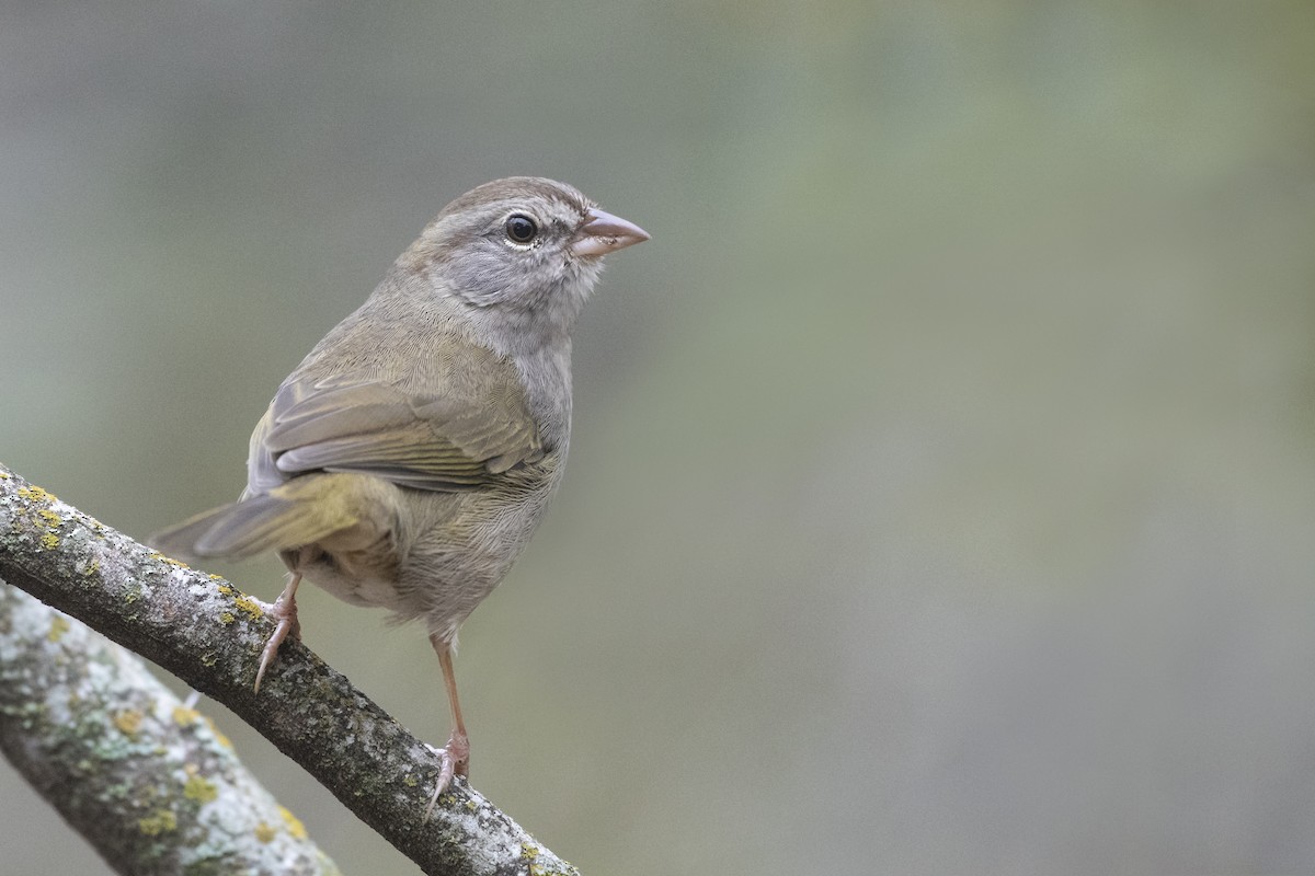 Olive Sparrow - Bryan Calk