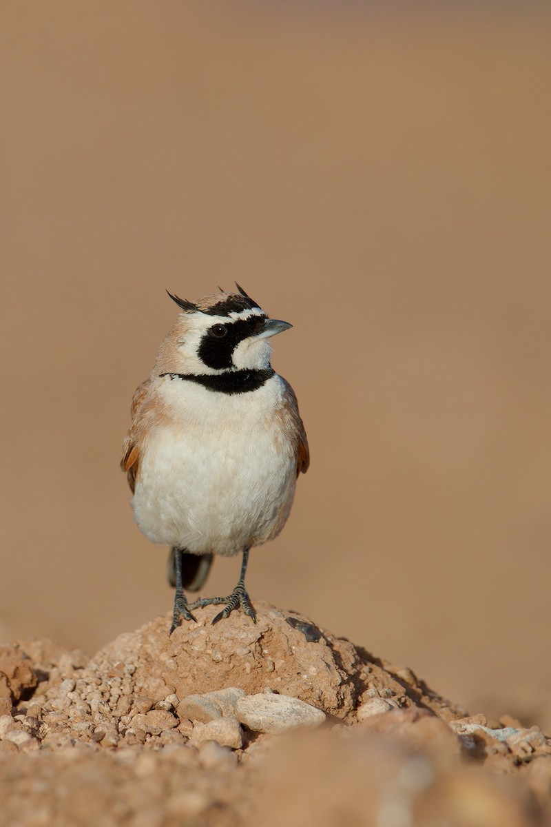 Temminck's Lark - ML130668341