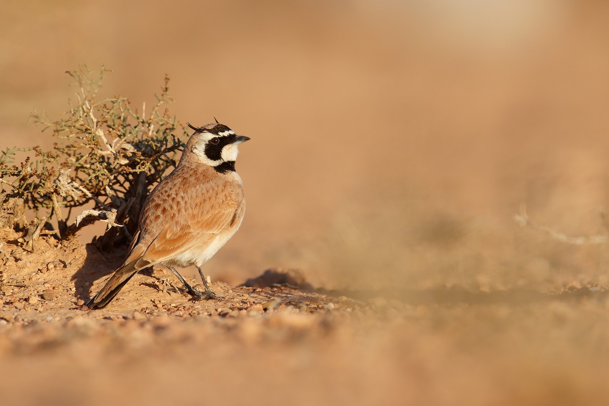 Temminck's Lark - ML130668361