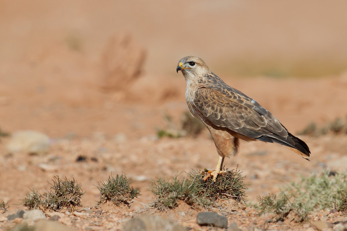 Long-legged Buzzard - ML130668581