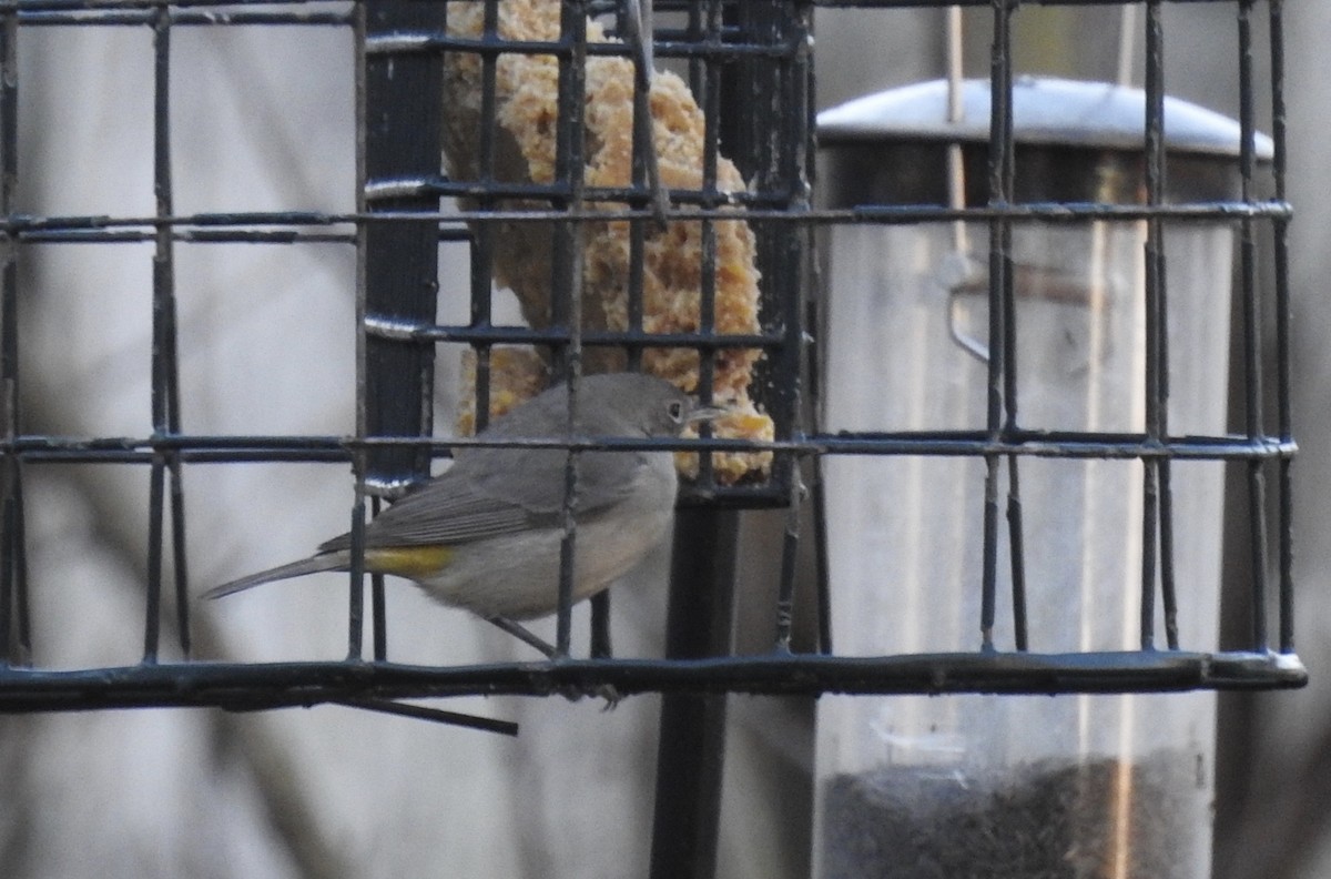 Virginia's Warbler - ML130673351