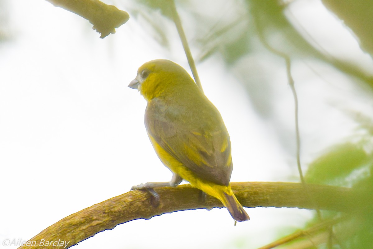 Orange-bellied Euphonia - ML130675371