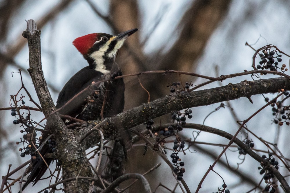 Pileated Woodpecker - ML130676941