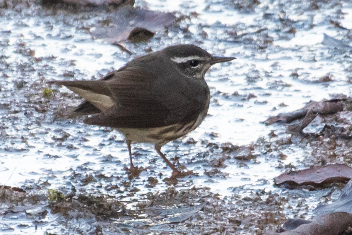 Louisiana Waterthrush - ML130677811