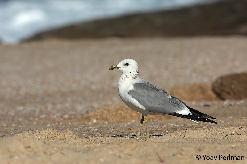 Common Gull (Russian) - Yoav Perlman