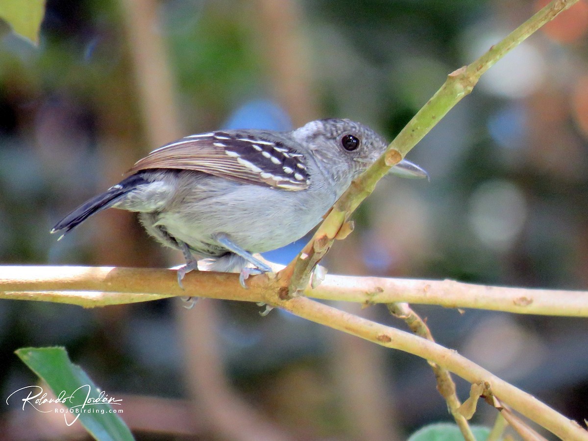 Black-crowned Antshrike - ML130681031