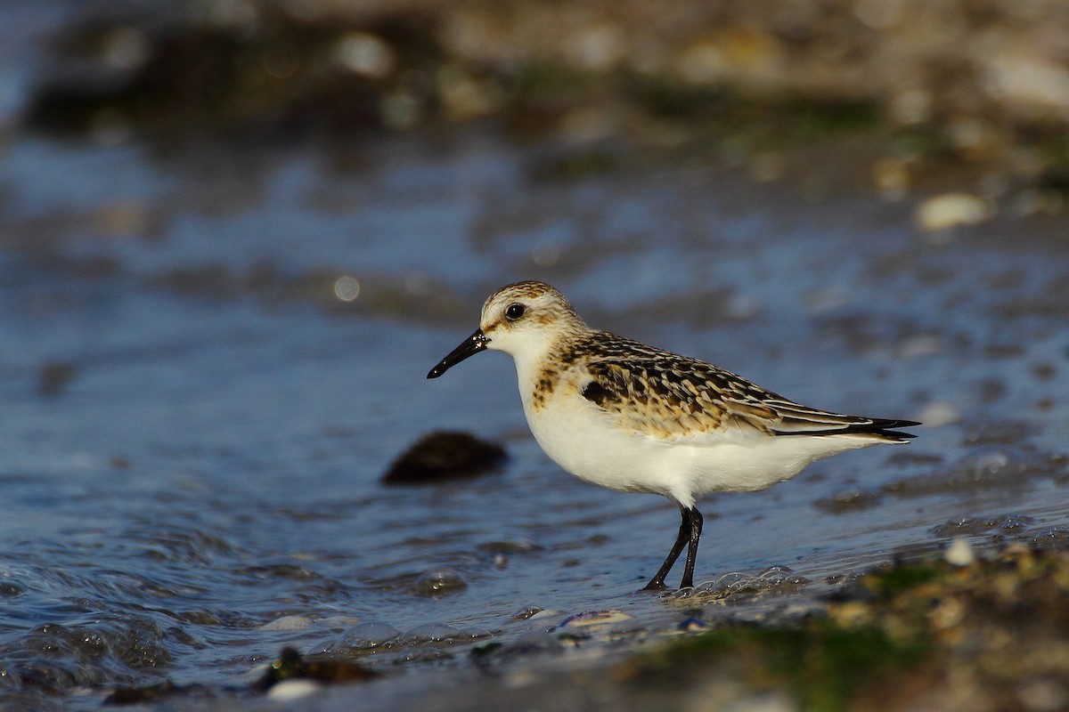 Sanderling - ML130682051