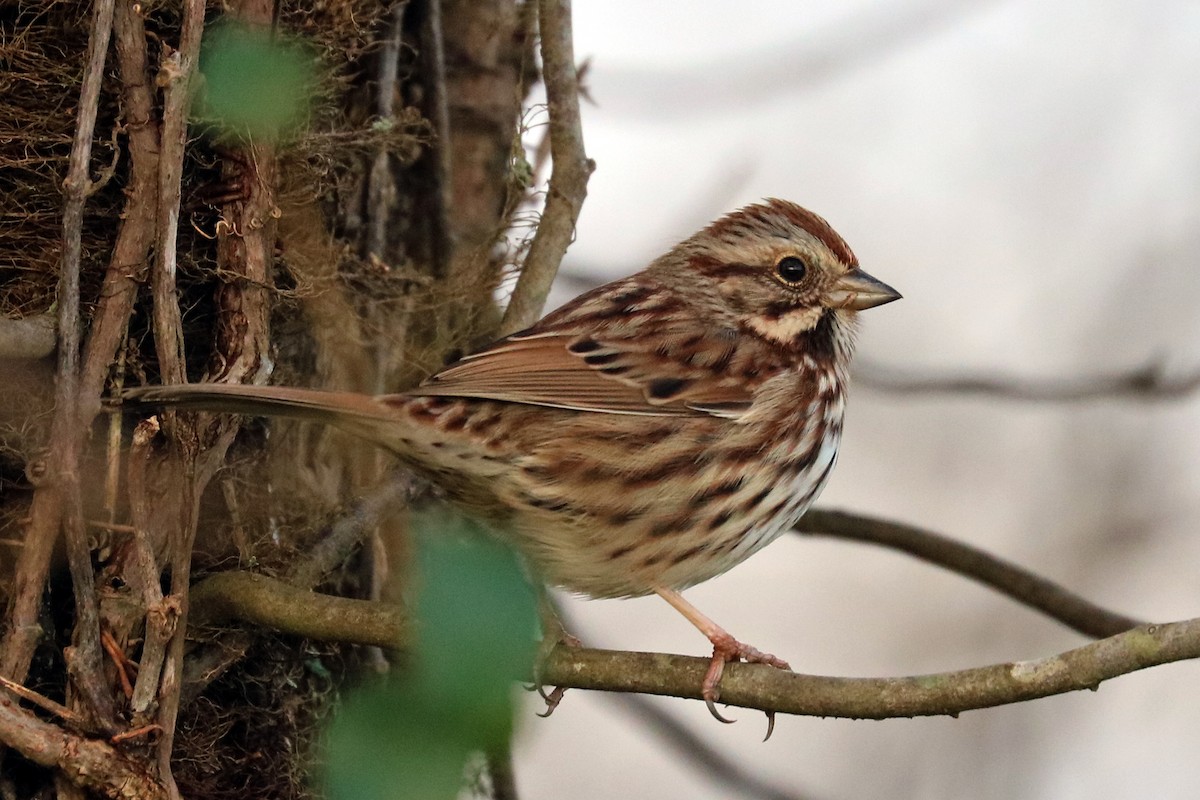 Song Sparrow - ML130682211