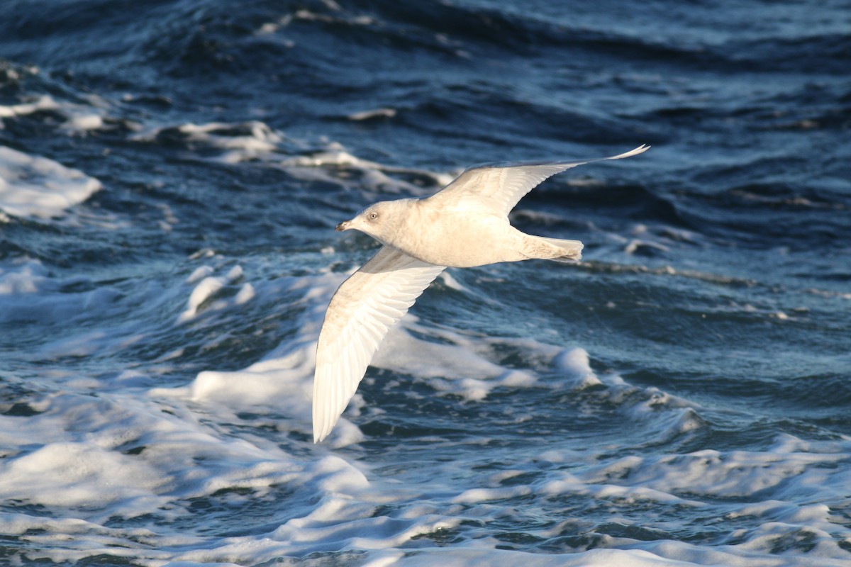 Iceland Gull - Josh Bock