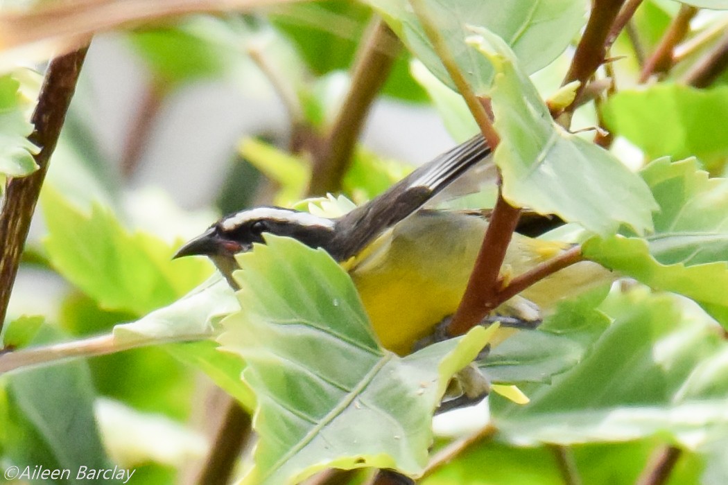 Bananaquit - ML130683311