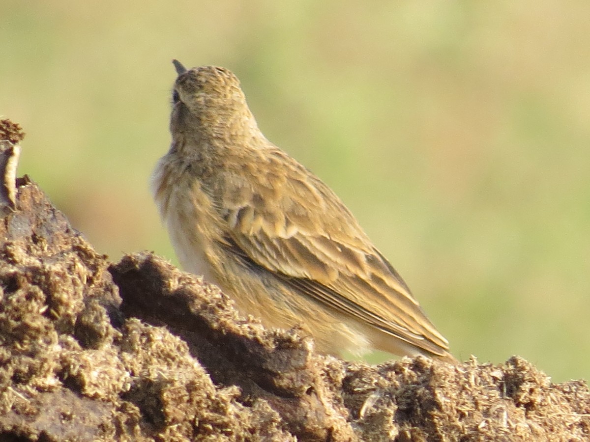 Paddyfield Pipit - André Weiss