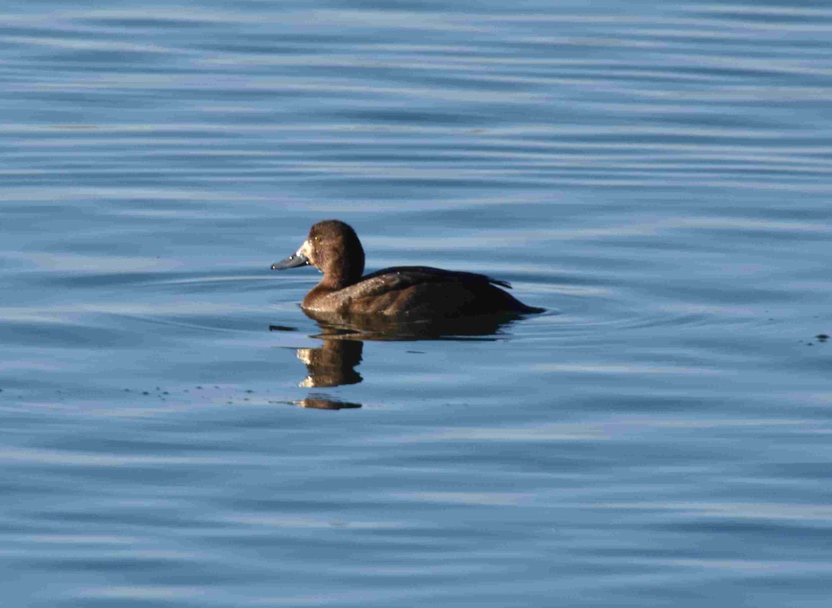 Greater Scaup - ML130684781