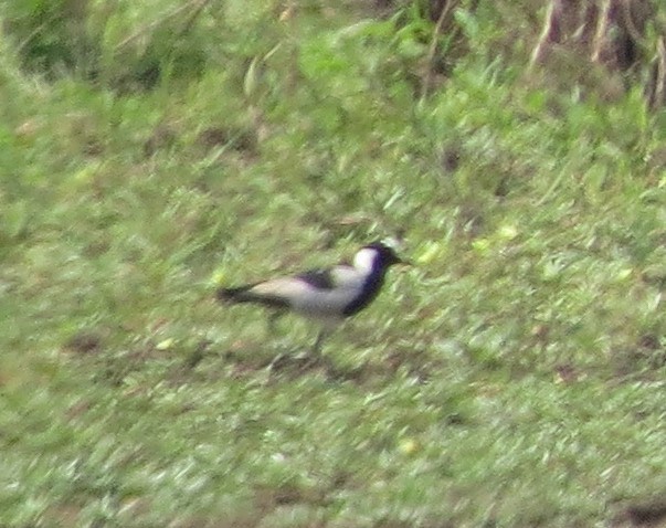 Blacksmith Lapwing - ML130686121