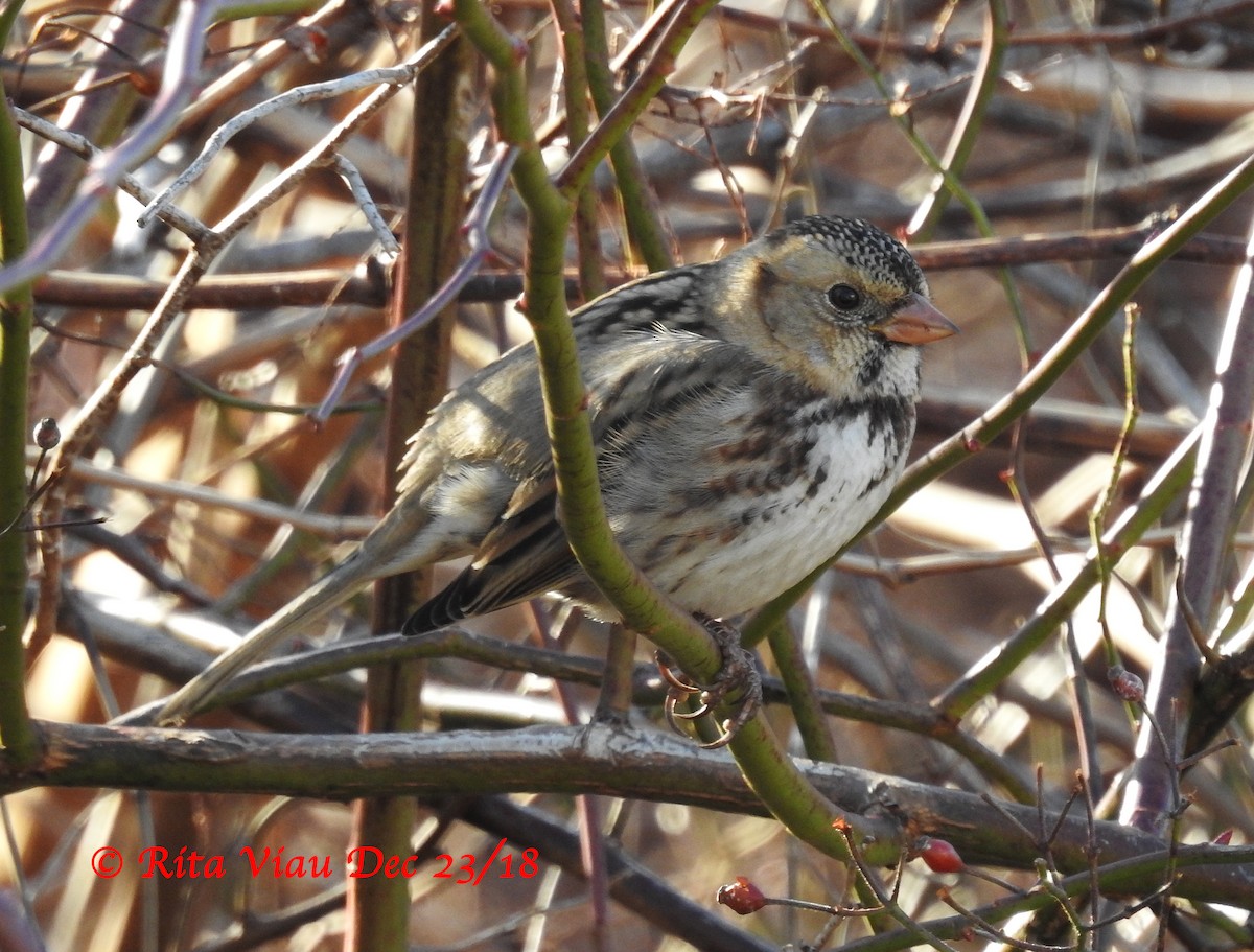 Harris's Sparrow - Rita Viau