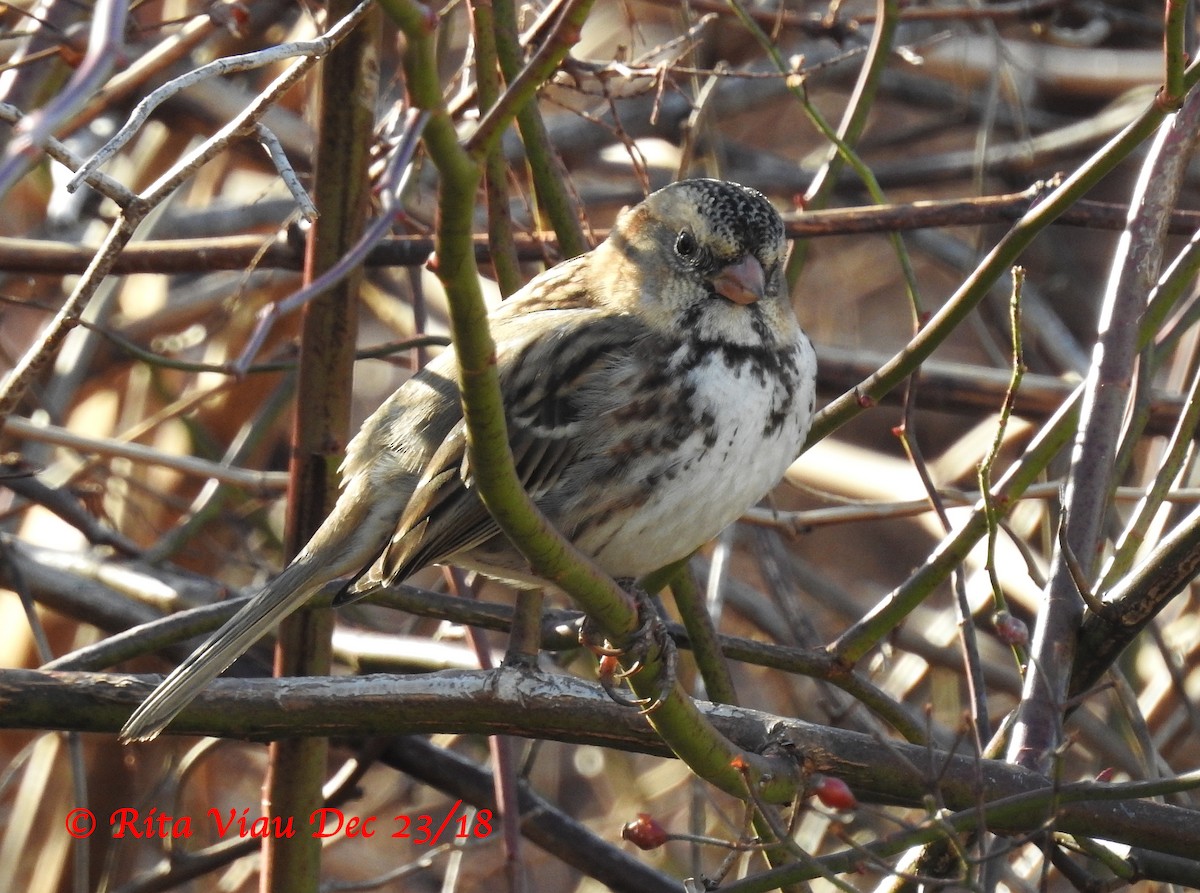 Harris's Sparrow - Rita Viau