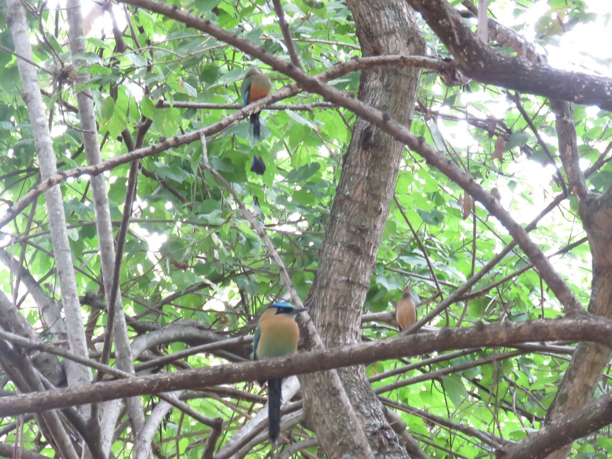 Lesson's Motmot - ML130687271