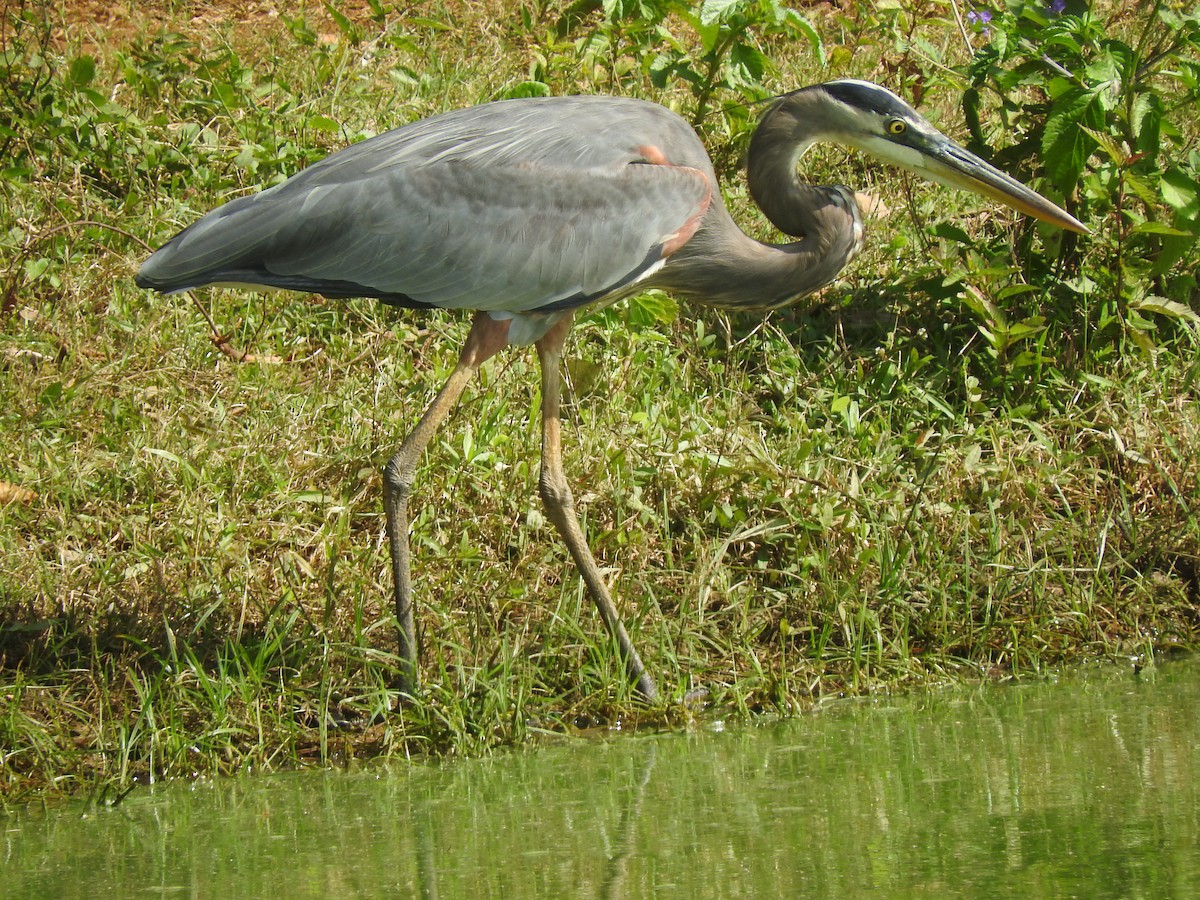 Great Blue Heron - ML130687621