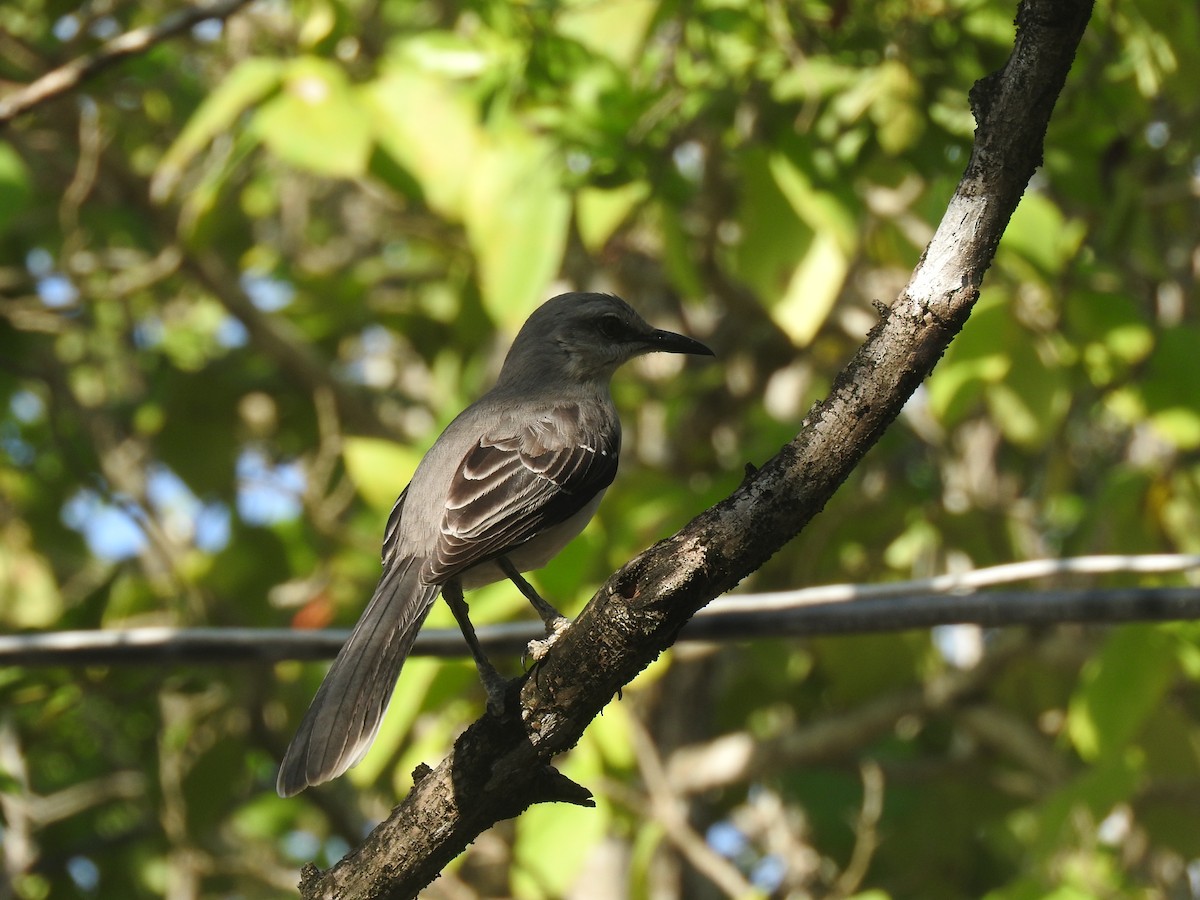 Tropical Mockingbird - Ronald Parra