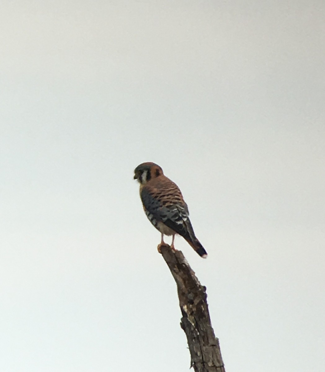 American Kestrel - Shelia Hargis