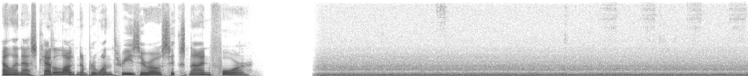 gray shieldback - ML130694