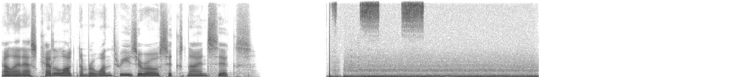 Robust Shieldback - ML130696