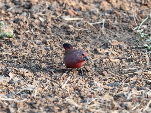 Jameson's Firefinch - ML130696781