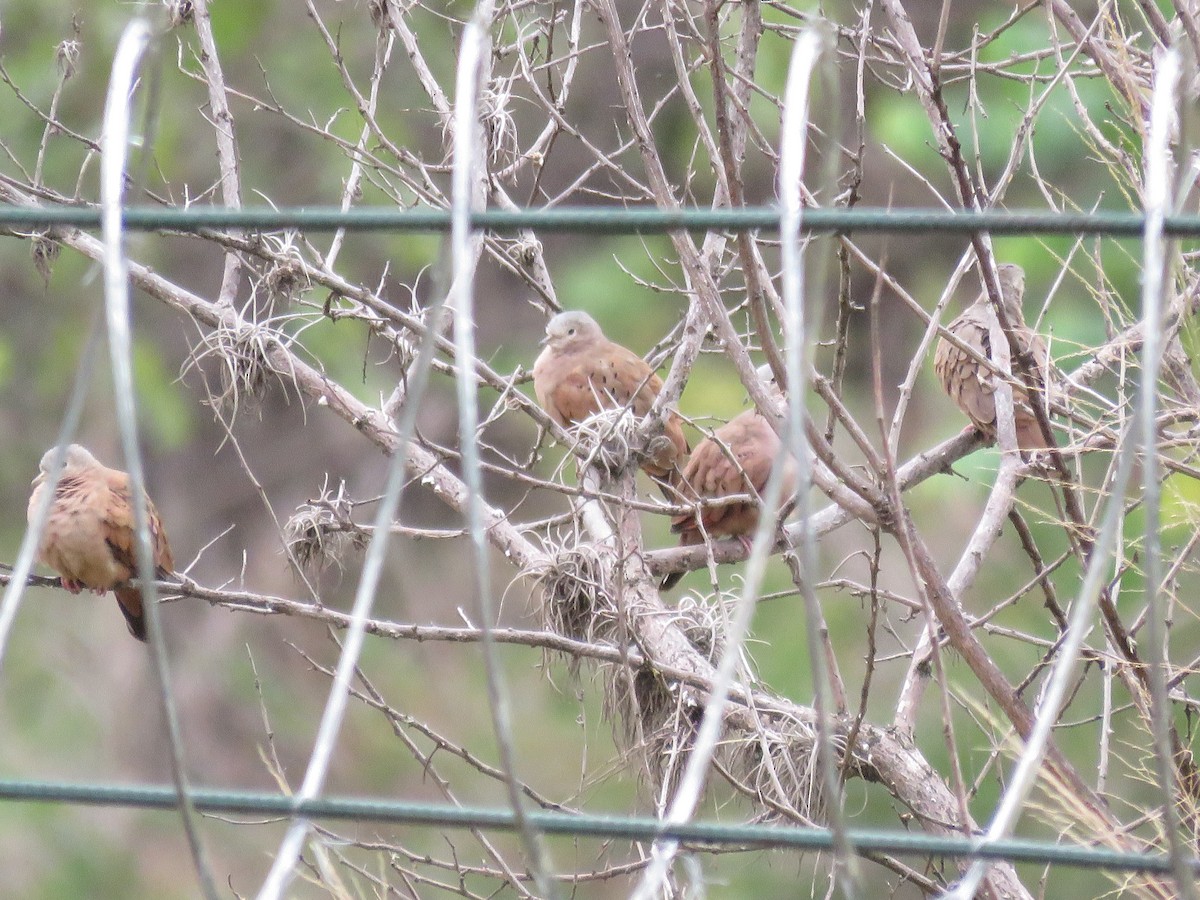 Ruddy Ground Dove - ML130697161