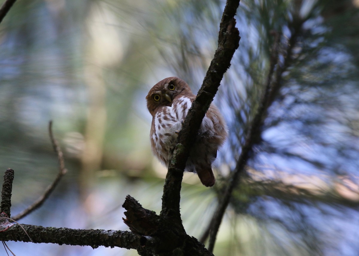 Ferruginous Pygmy-Owl - Sandy Vorpahl