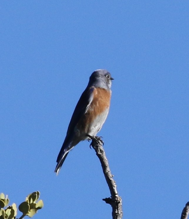 Western Bluebird - Patrick Vaughan