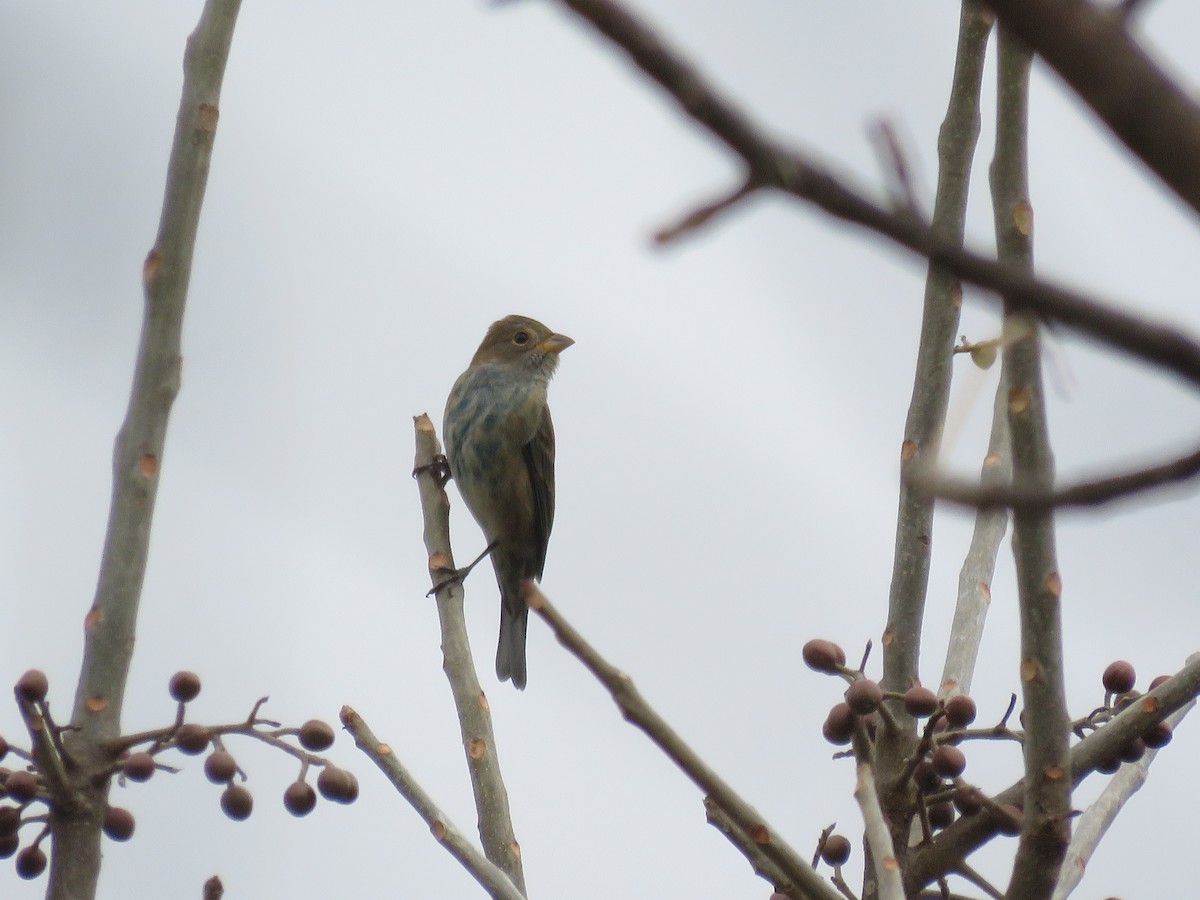 Passerin indigo - ML130698721