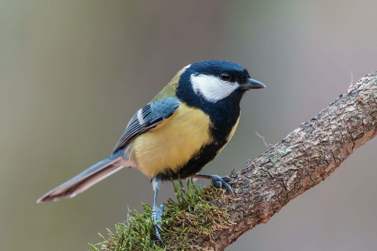 Great Tit - babur hakarar