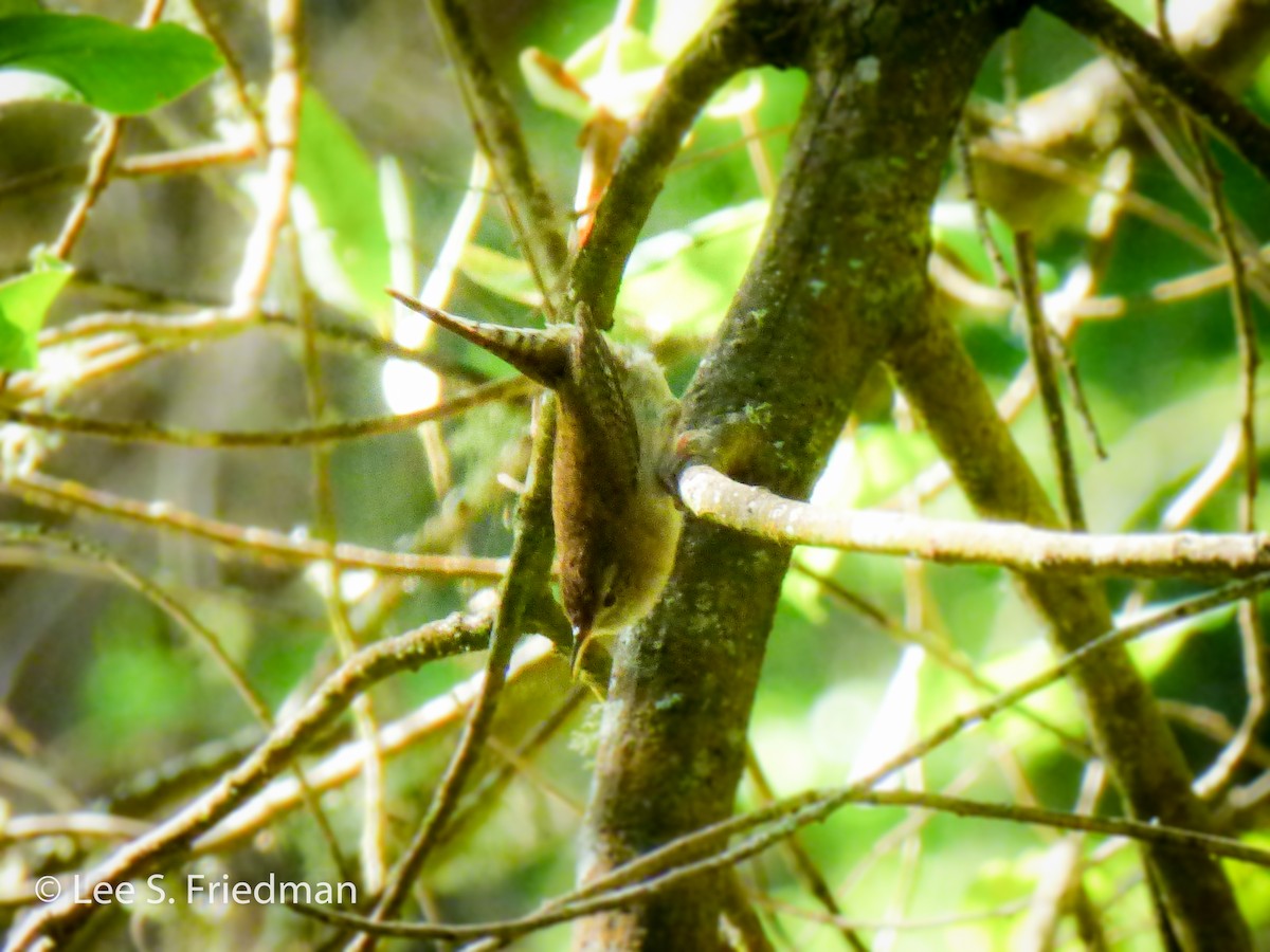 House Wren - Lee Friedman