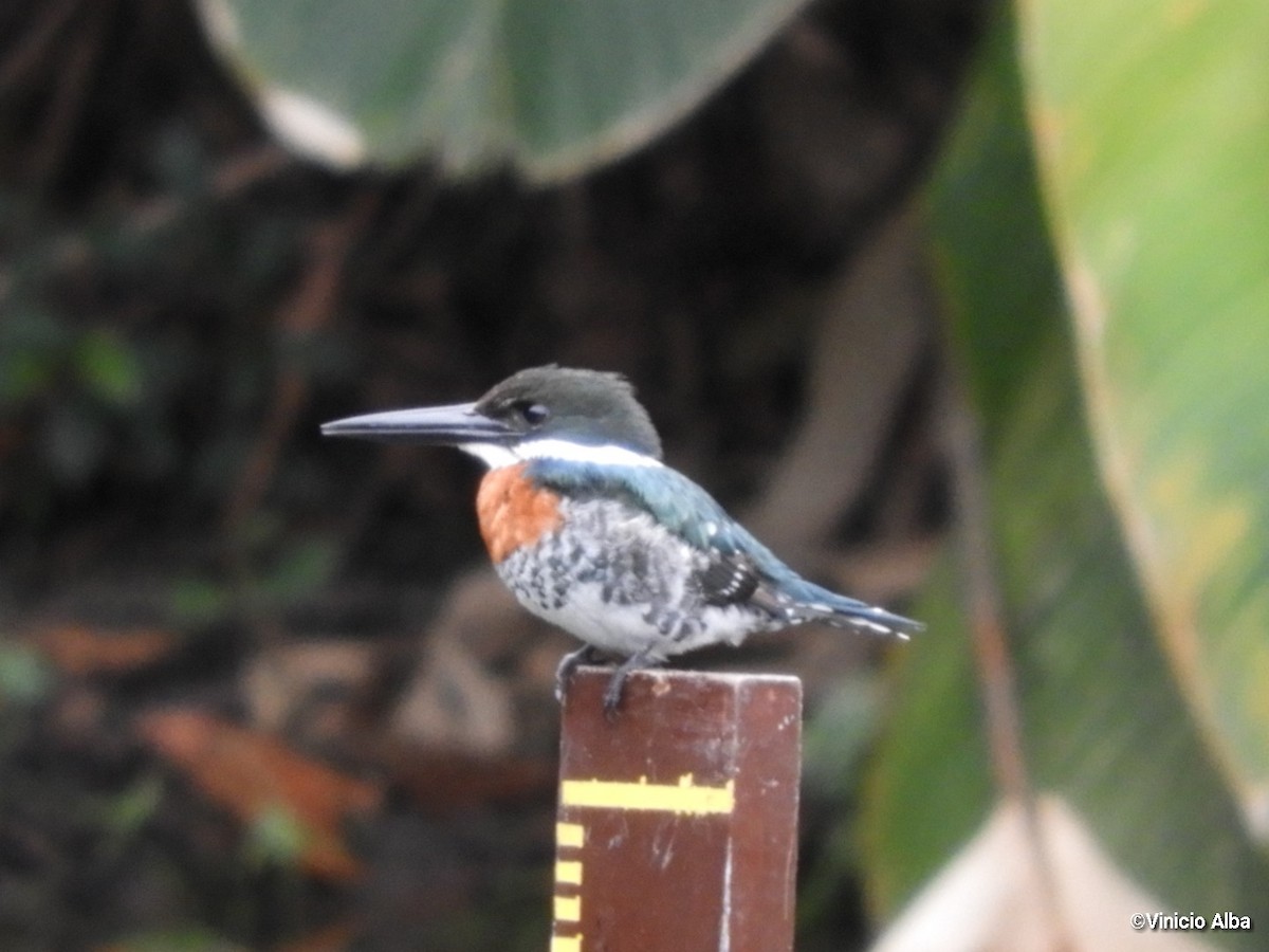 Green Kingfisher - ML130701341