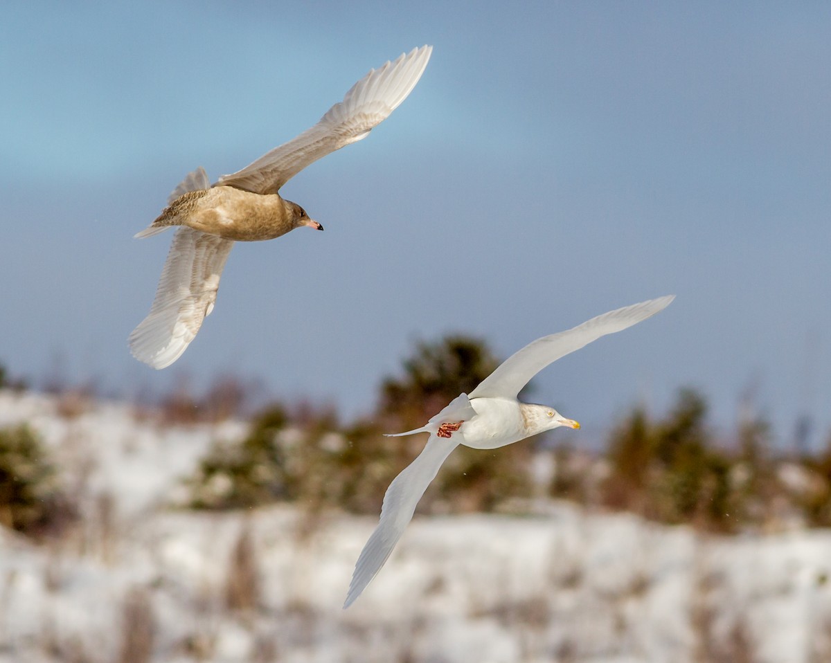 Glaucous Gull - ML130702001