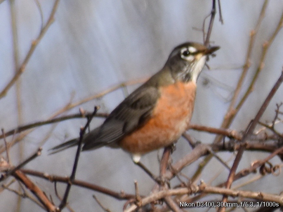 American Robin - ML130702041