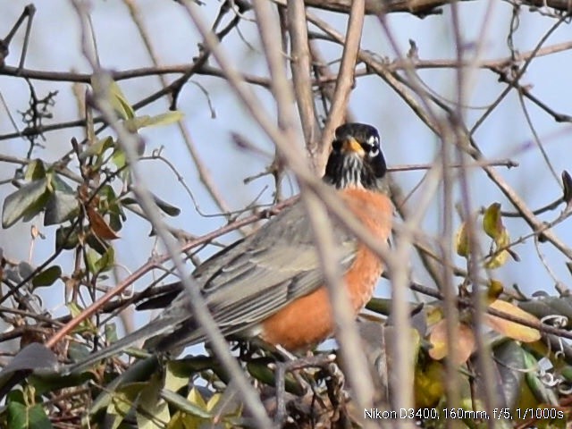 American Robin - ML130702091