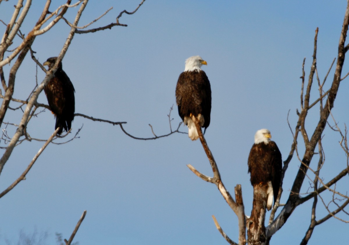 Bald Eagle - Bruce Gates