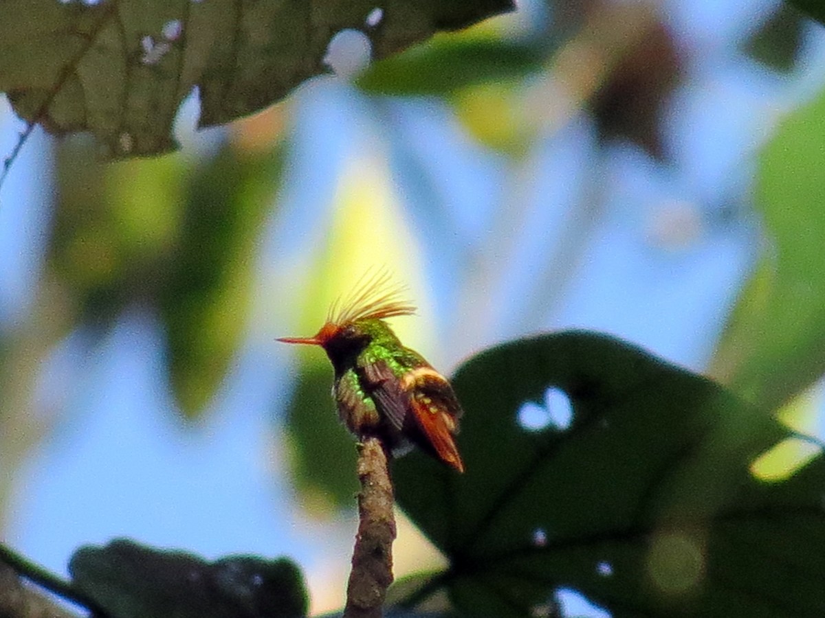 Rufous-crested Coquette - Lauren Nagoda