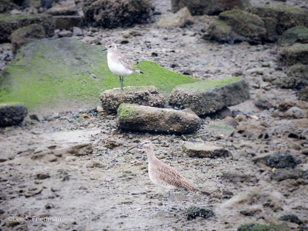 Whimbrel - ML130702941