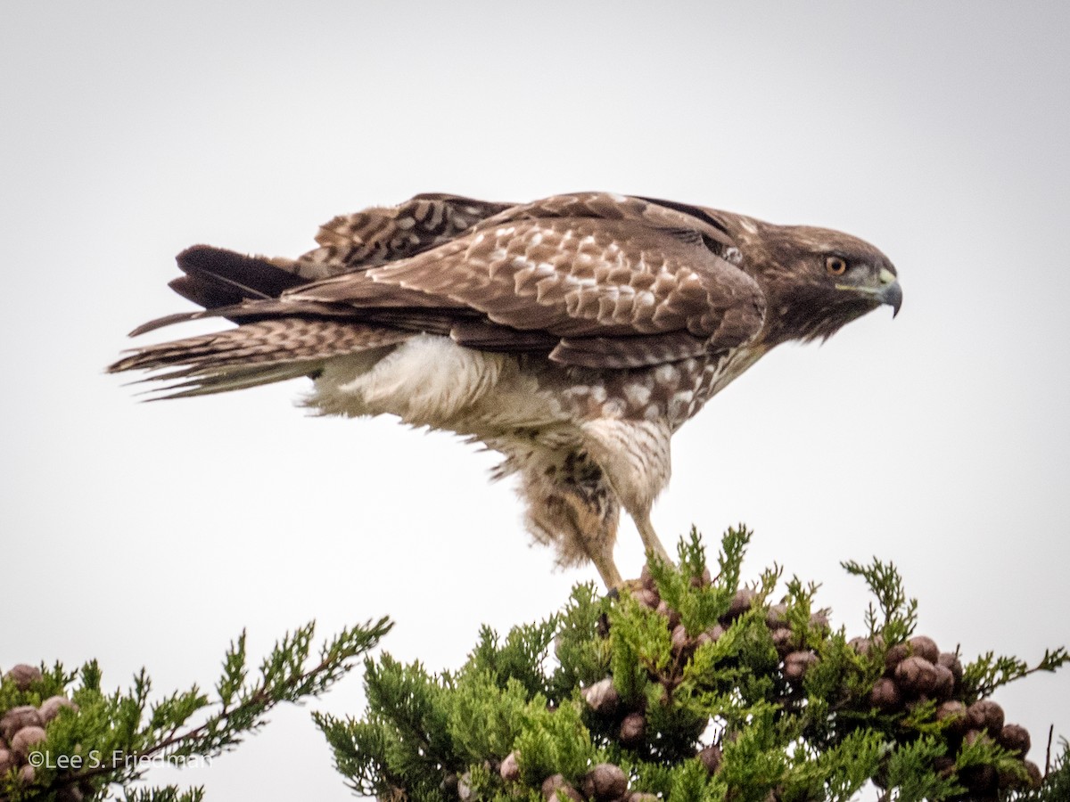 Red-tailed Hawk - ML130702981