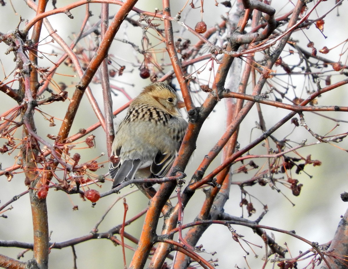 Harris's Sparrow - ML130704171