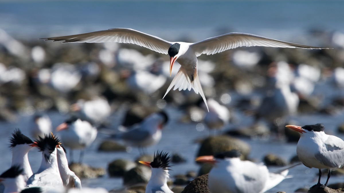 Elegant Tern - Jamie Baker