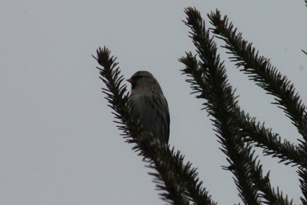 Common Redpoll - ML130710491